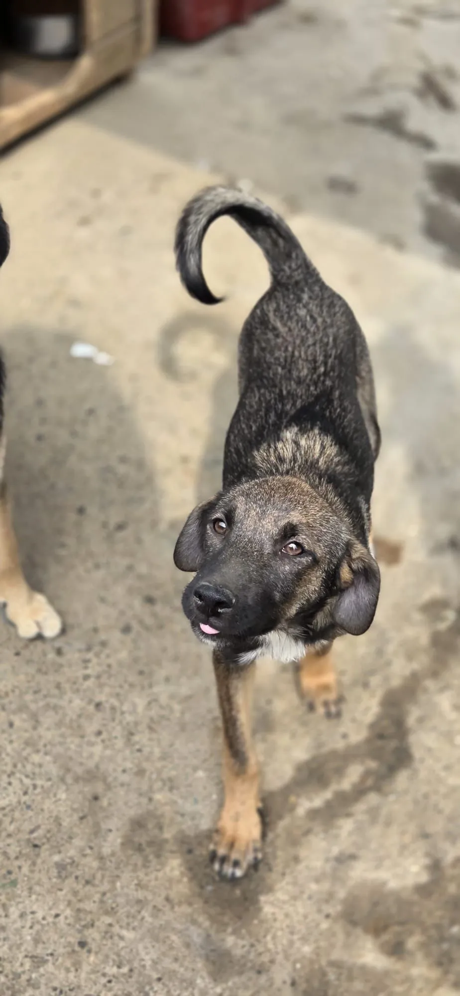 Jocelyn — Jocelyn ist eine fröhliche, aufgeweckte und freundliche kleine Hündin, die neugierig durchs Leben geht. Sie versteht sich gut mit anderen Hunden, mag Kinder und genießt die Nähe zu Menschen.