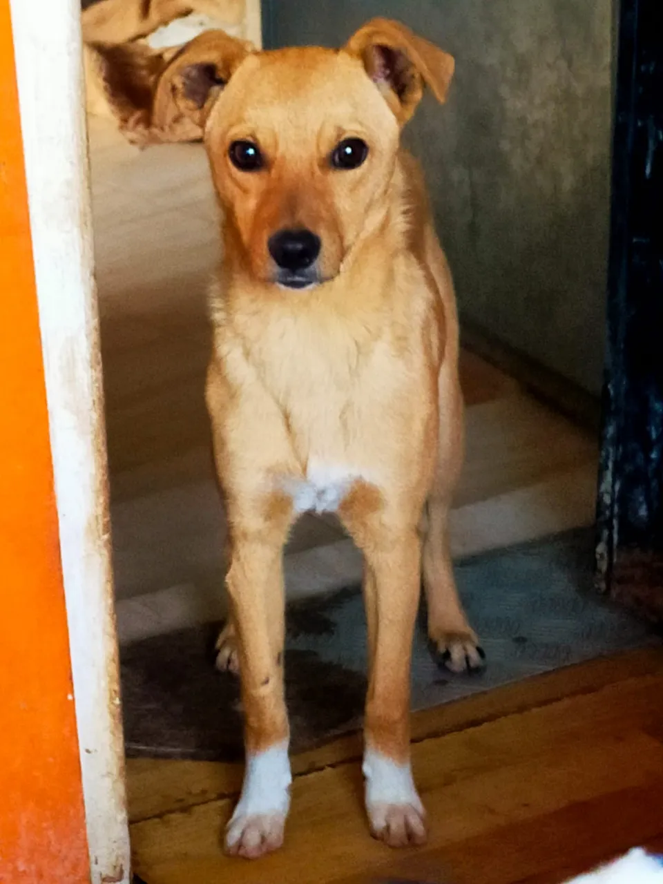 Gus — Gus ist ein lieber Hund, der noch etwas unsicher ist. Er lebt in der Gruppe und ist mit allen verträglich. Er braucht Menschen, die ihm Zeit geben anzukommen.
