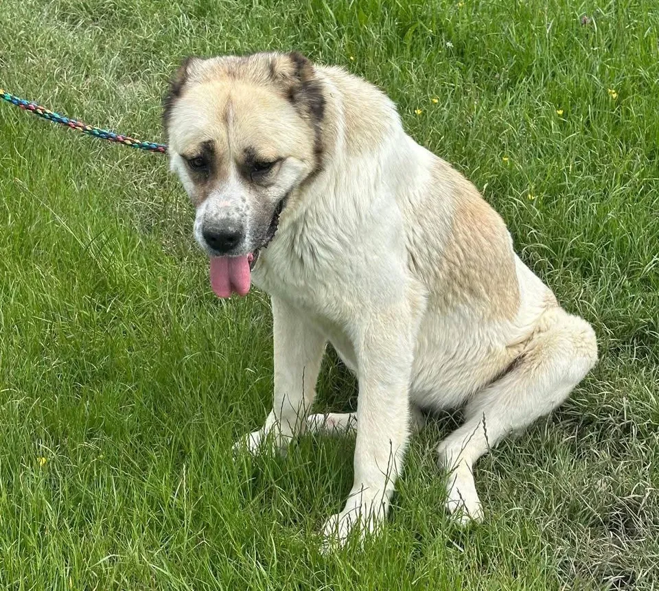 Regina — Regina ist eine sehr liebe Hündin, verträglich mit allen anderen Hunden, egal ob groß oder klein, und sehr lieb zu allen Menschen, auch zu Kindern. Sie zieht nicht an der Leine.