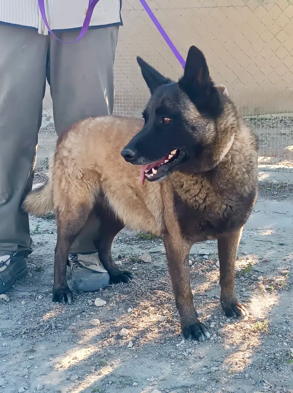 Tom — Tom ist ein toller Hund: freundlich, verträglich mit allen anderen Hunden, aktiv, sehr sozial und liebenswert. Er läuft sehr gut an der Leine und braucht ein Zuhause, in dem er ausgelastet wird.