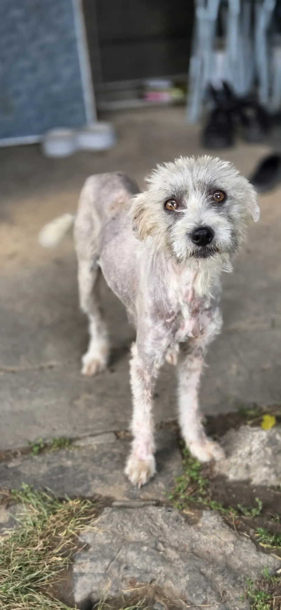 Lory — Die kleine Lory ist ruhig, sanft, freundlich und unglaublich lieb. Mit anderen Hunden versteht sie sich sehr gut und zeigt sich absolut sozial.