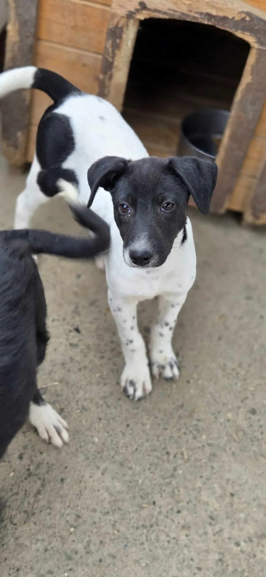 Nikon — Nikon ist ein 4 Monate alter Hundejunge (Stand 09/2026). Er ist sehr lieb, freundlich, verspielt und sanft, versteht sich sehr gut mit anderen Hunden und mag Kinder sehr gerne.