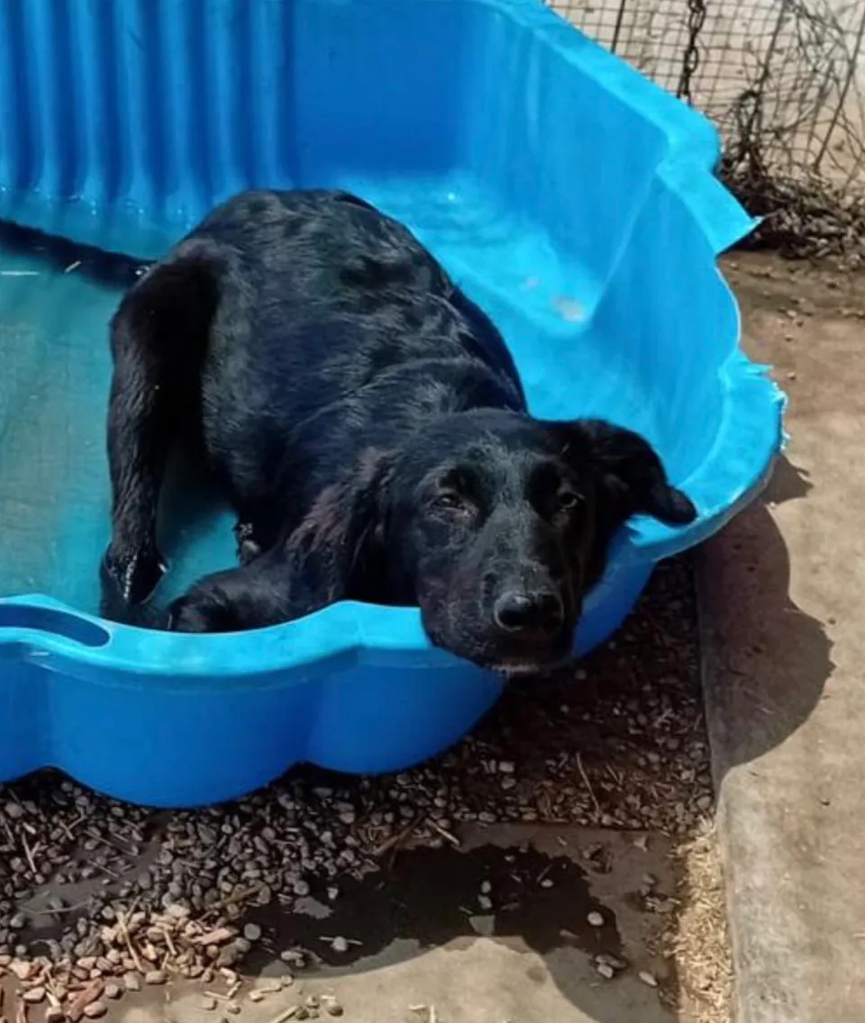 Jamiro — Jamiro wartet sehnsüchtig auf seine Familie, um ein schönes Hundeleben mit Spiel, Spaß und Kuscheleinheiten zu leben. Er kennt andere Hunde.