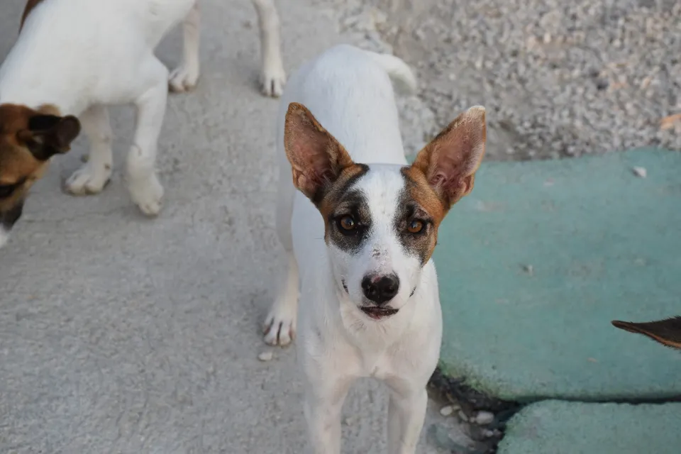 Vanessa — Vanessa ist eine Hündin, Bodeguero-Mischling, geboren ca. 2/2025, ca. 33 cm groß. Sie ist welpentypisch aktiv und verspielt. Im Tierheim hat sie ein Auge verloren, das behindert sie jedoch nicht.