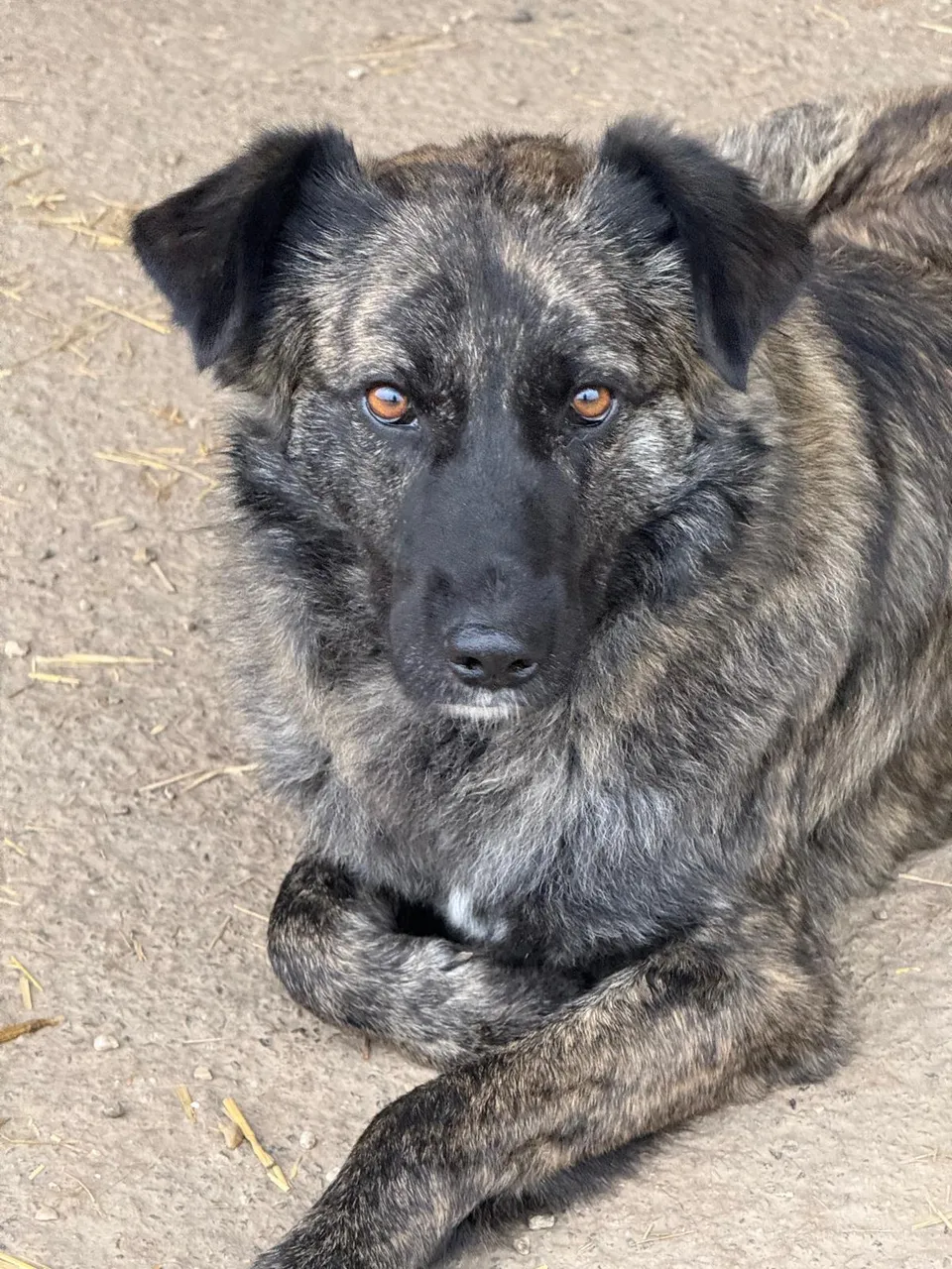 Victor — Victor ist 2 Jahre alt (Stand 10/2026), ein Tierschutzhund aus Rumänien, der aktuell in einem Shelter lebt und sich nichts sehnlicher wünscht als eine eigene Familie.
