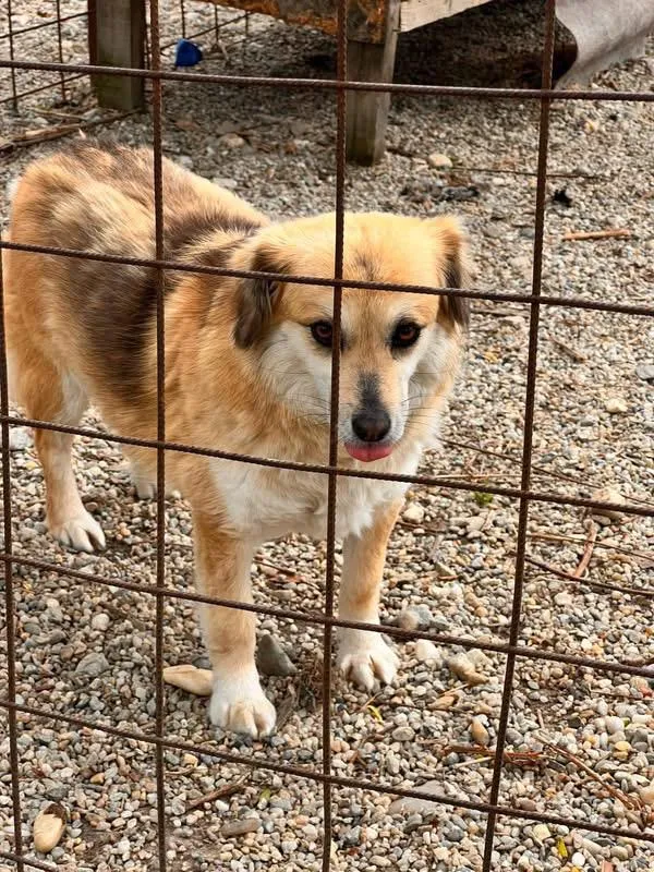 Lori — Die kleine Lori ist anfangs etwas zurückhaltend und schüchtern. Wenn sie Vertrauen gefasst hat, genießt sie Streicheleinheiten sehr und zeigt ihre liebevolle Seite.
