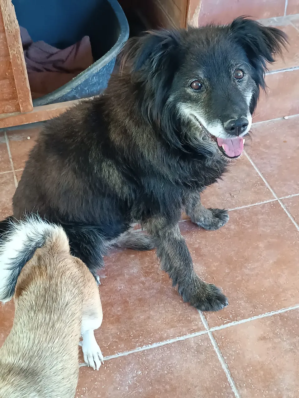 Manolo — Manolo ist ein liebenswerter älterer Herr, der keine großen Ansprüche hat: Ein weiches Bett, kleinere Spaziergänge und seine Menschen machen ihn glücklich. Er lebt wunderbar mit den anderen Hunden zusammen.