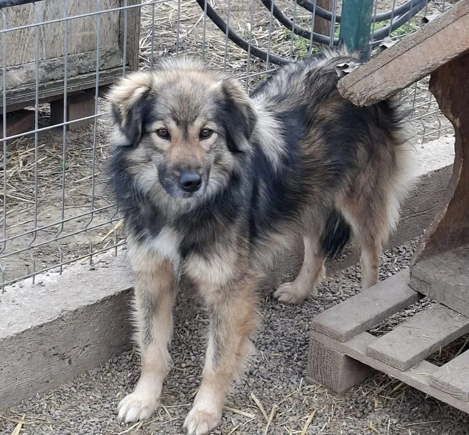 Svety — Svety, ca. 2,5 Jahre (Stand 10/2026), lebt noch in Rumänien. Sie ist eine sanfte, etwas schüchterne Hündin, die Zeit braucht, um Vertrauen zu fassen – doch genau das macht sie so besonders.
