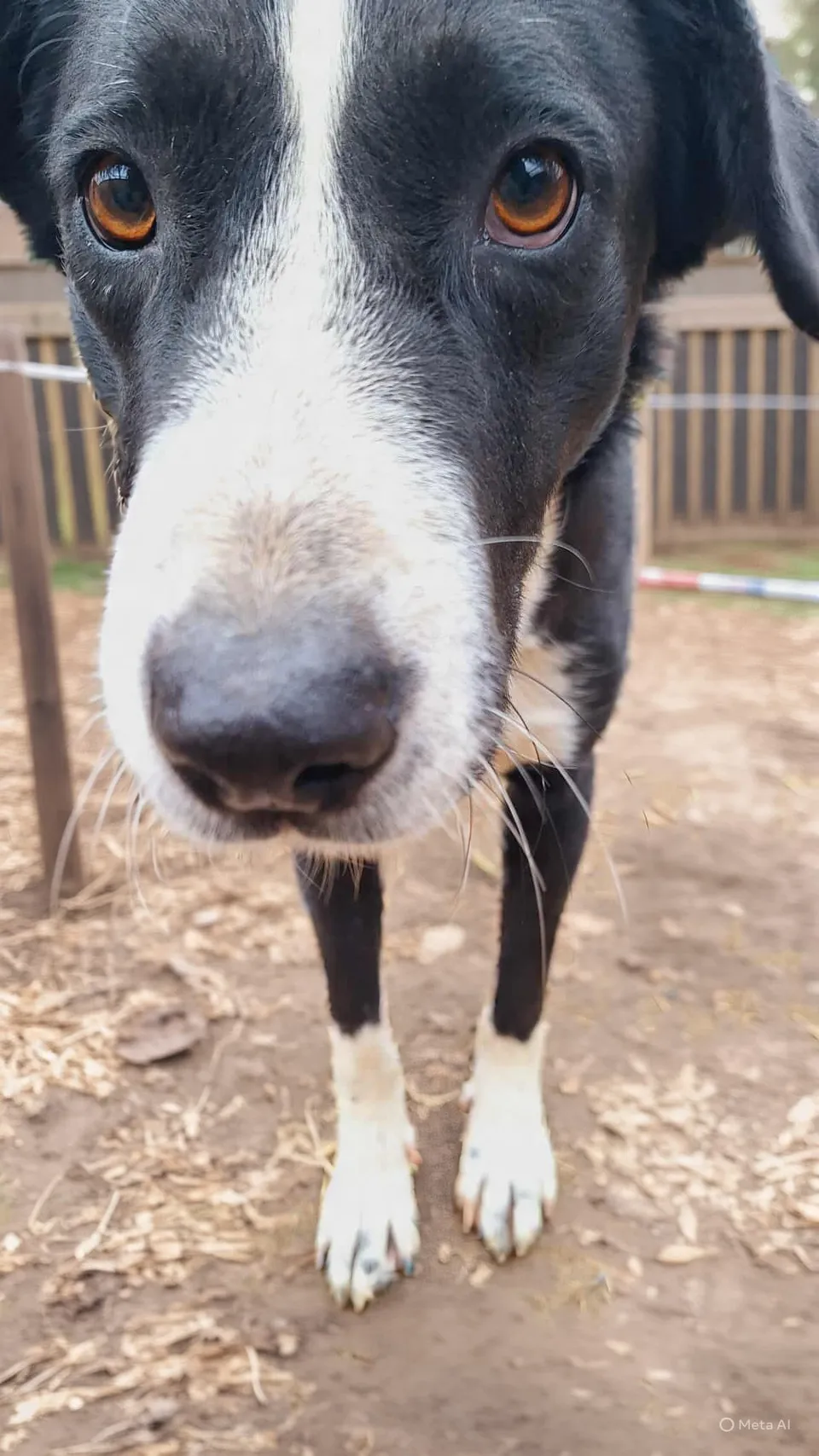 Louis — Louis ist ein junger Hund, der die Welt noch entdecken möchte. Er ist offen gegenüber Menschen, sucht Nähe und genießt jede Zuwendung.