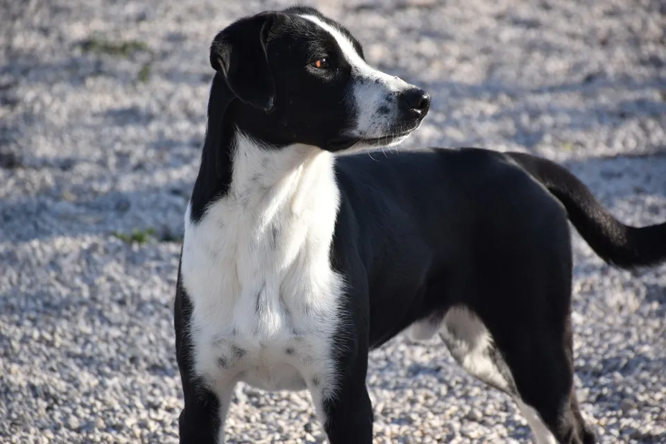 Ruben — Ruben ist ein lieber, sozialer und freundlicher Mischling. Er ist verspielt und braucht eine eigene Familie.