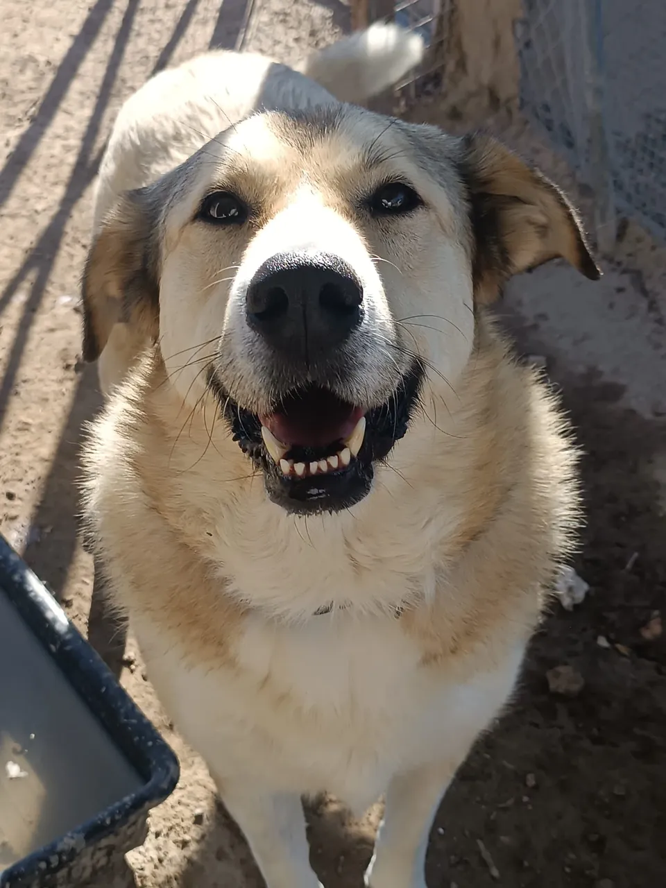 Hannah — Hannah ist eine wunderbare Hündin: lieb, sehr anhänglich, gutmütig, vorsichtig und ruhig, einfach ein Traumhund. Sie liebt Spaziergänge und geht wunderbar an der Leine.