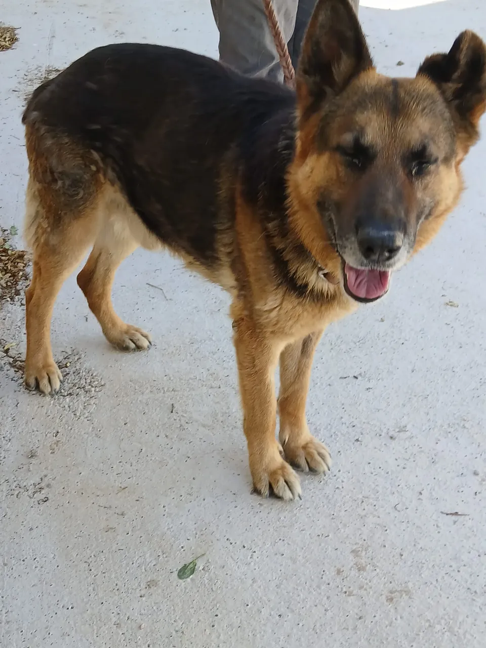 Tango — Tango ist ein kastrierter Deutscher Schäferhund-Rüde, geboren am 15.10.2018 (geschätzt). Sein Besitzer ist gestorben. Tango ist ein perfekter Hund: Er liebt alle Menschen, ist sehr anhänglich und freundlich.