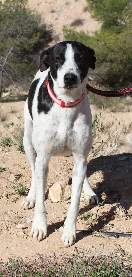 Marta — Marta ist eine gesellige und zugewandte junge Hündin, die die Nähe zu Menschen sehr genießt. Mit anderen Hunden kommt sie gut aus und bewegt sich sicher in der Gruppe.
