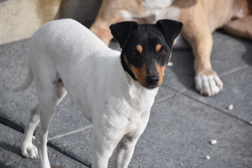 Jerry — Jerry ist absolut sozial und verträglich mit allen anderen Hunden. Er liebt die Menschen. Wer gibt dem kleinen Kerl eine Chance?