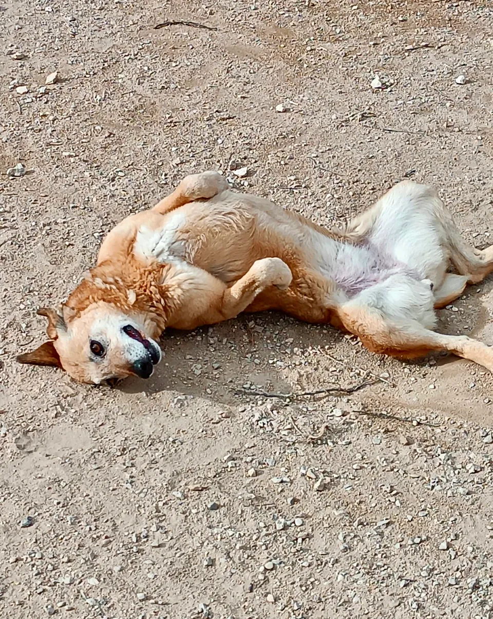 Mia — Mia ist mit Menschen freundlich und anhänglich. Mit anderen Hunden ist sie manchmal etwas grob, aber nie gefährlich, und das ist im Laufe der Zeit viel besser geworden. Sie lebt in der Gruppe, um das soziale Leben zu lernen.