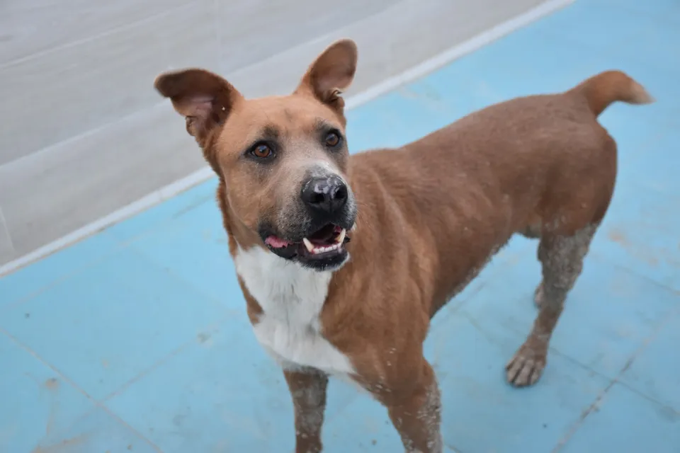 Jacki — Jacki ist ein freundlicher, anhänglicher Hund, der gerne spielt und mit Rüden und Hündinnen verträglich ist. Er braucht aktive Menschen, die ihn beschäftigen und auslasten können.