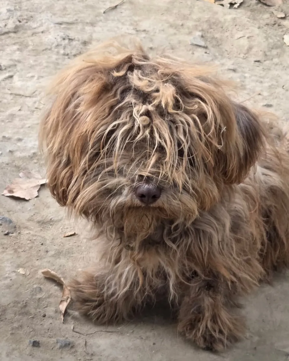 Brownie — Brownie ist ein hübscher, gesunder, kastrierter Rüde, ca. 1 Jahr alt (Stand 10/2026). Er ist lieb, freundlich und sanft, anfangs aber schüchtern und zurückhaltend. Er versteht sich wunderbar mit anderen Hunden und braucht Menschen, die ihn nicht überfordern und ihm Zeit und Sicherheit geben.