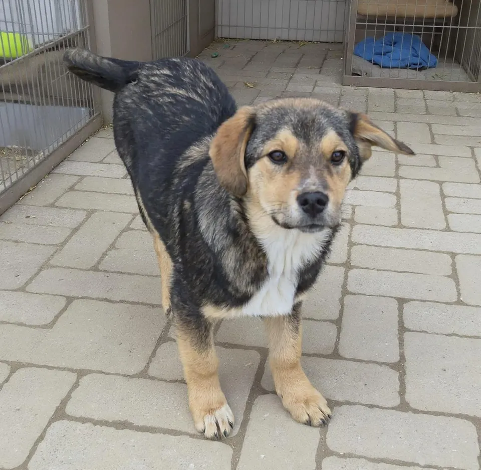 Rocky — Rocky ist ein junger Rüde mit einem typischen Welpencharakter. Neugierig und verspielt entdeckt er seine Welt.