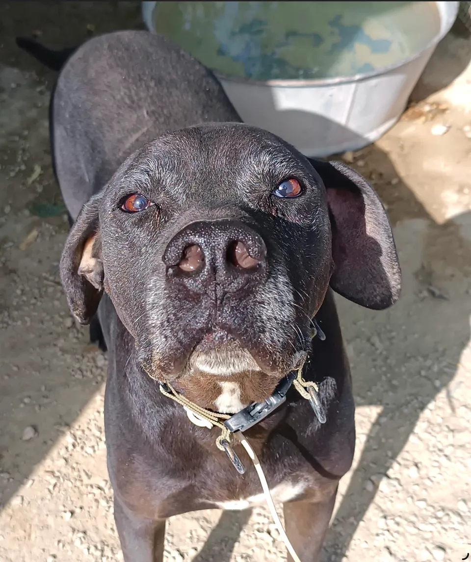 Jul — Jul ist ein freundlicher, geselliger, anhänglicher Hund und sehr ballverrückt. Er liebt es, draußen herumzutoben, fährt gut im Auto mit und geht sehr gut an der Leine.