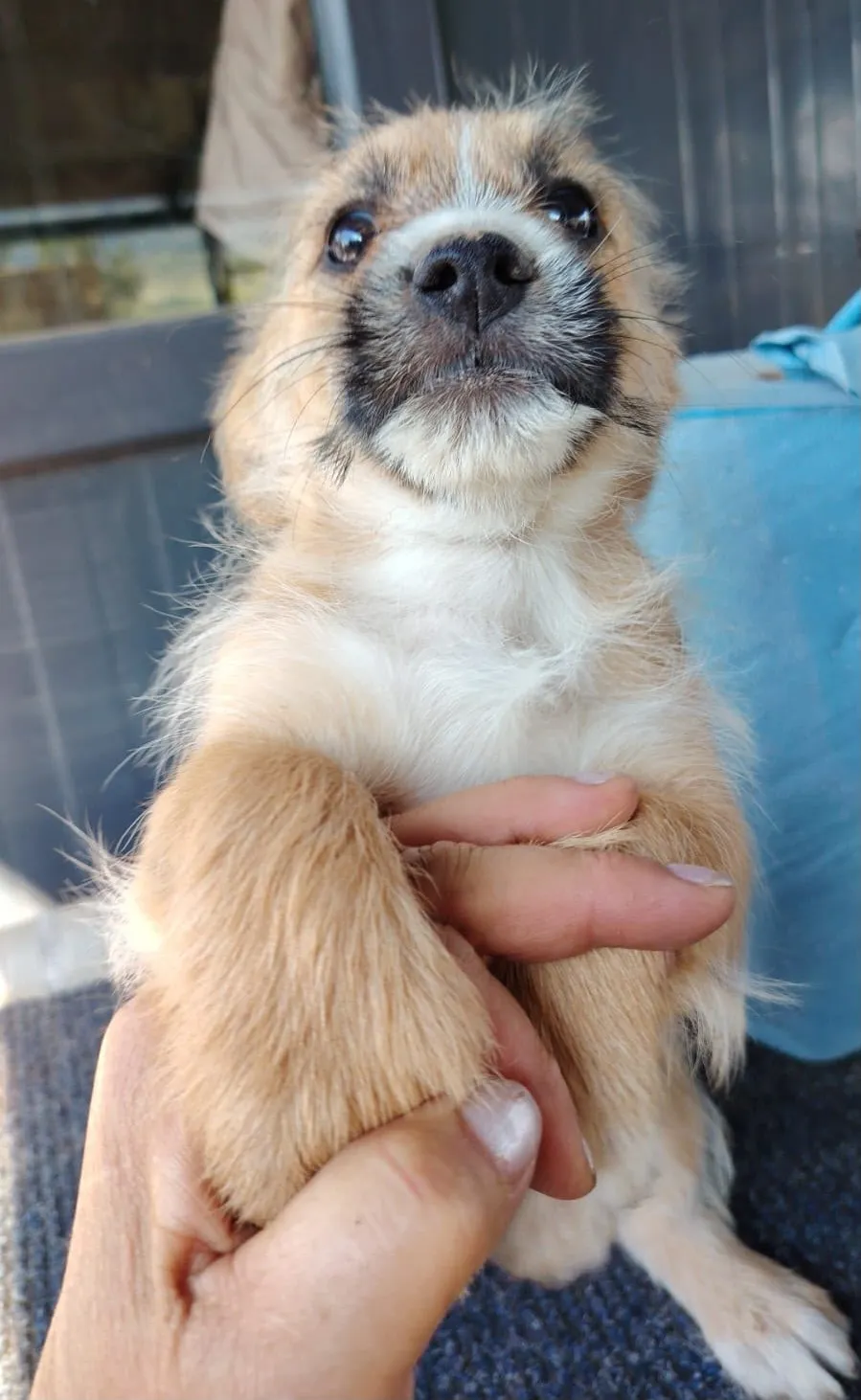 Pebbles — Pebbles ist neugierig, verspielt und welpentypisch fröhlich. Sie möchte entdecken, spielen, kuscheln und gemeinsam mit ihren Menschen jeden Tag etwas Neues kennenlernen.