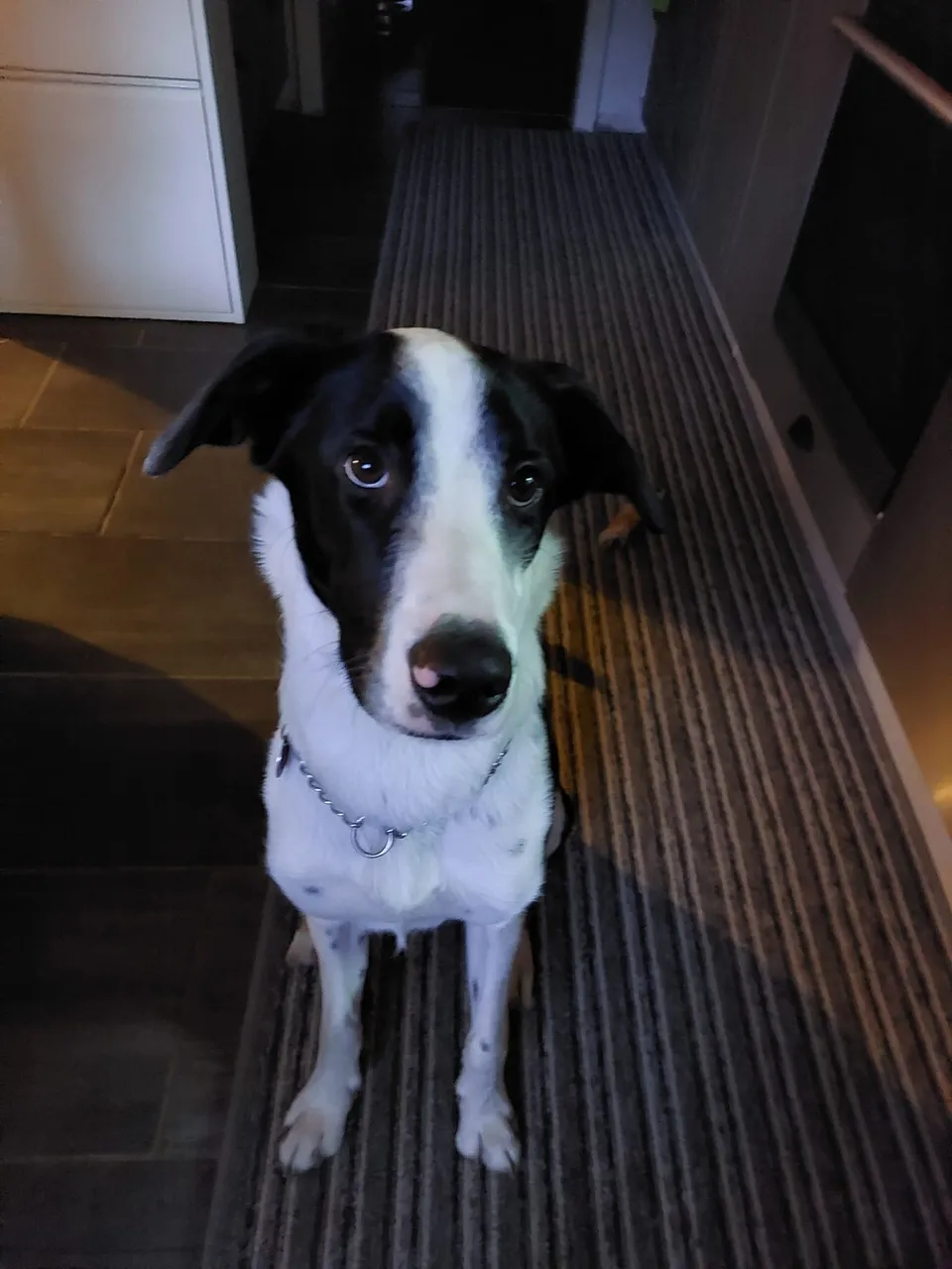 Ricco — Ricco ist ein junger, temperamentvoller Pointer-Mix-Rüde mit sehr schöner schwarz-weißer Fellzeichnung. Er ist sehr verspielt und hat einen hohen Bewegungsdrang.