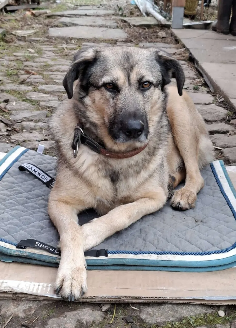 Kevin — Kevin ist ein toller, liebenswerter, freundlicher Hund, der es seinen Menschen so gern recht machen würde. Er ist sehr liebebedürftig und versteht sich sehr gut mit anderen Hunden.