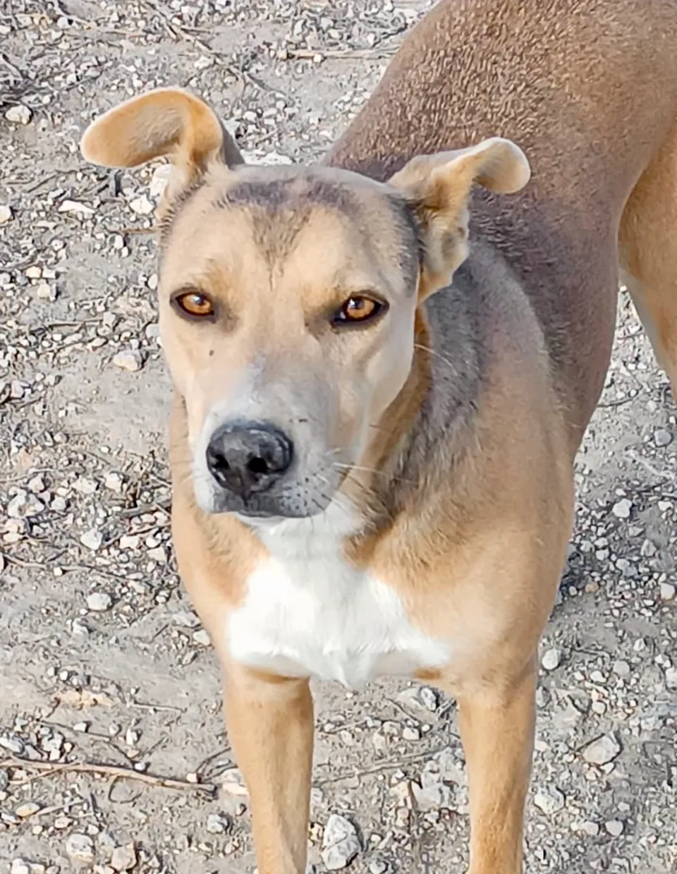 Sandra — Sandra sucht immer die Nähe des Menschen, sie ist sehr lieb und ruhig. Sie ist eine dominante Hündin, hat aber im Grunde keine Probleme mit anderen Hunden, und sie ist katzenverträglich. Warum adoptiert sie niemand?
