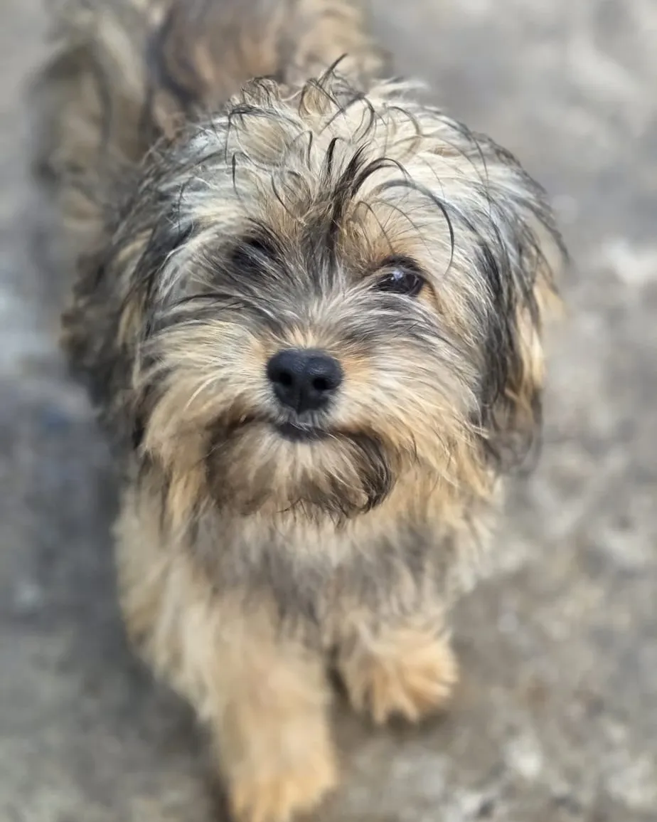 Chioi — Chioi ist ein kleiner Rüde, ca. 3,5 Monate alt (Stand 10/2026). Er ist sehr lieb, offen und fröhlich und versteht sich mit Hunden, Katzen und Kindern. Das Hunde-ABC, darunter Stubenreinheit und Leinenlaufen, muss er noch lernen.