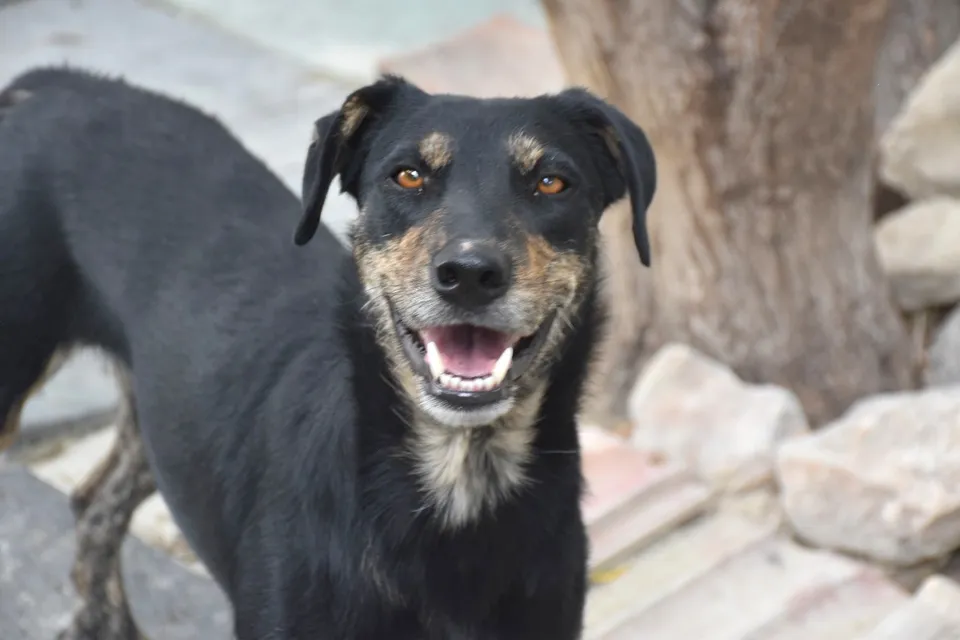 Mico — Mico ist ein kastrierter Schäferhundmischling. Er ist ein freundlicher, fröhlicher Hund und verträgt sich mit allen anderen Hunden.