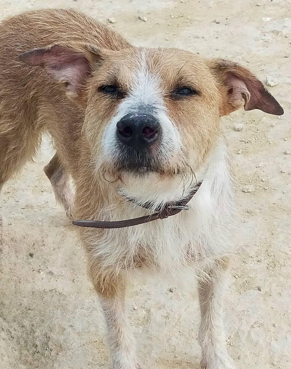 Guismo — Guismo ist ein lieber, sensibler Hund und ein verschmuster, anhänglicher, toller Kerl geworden.