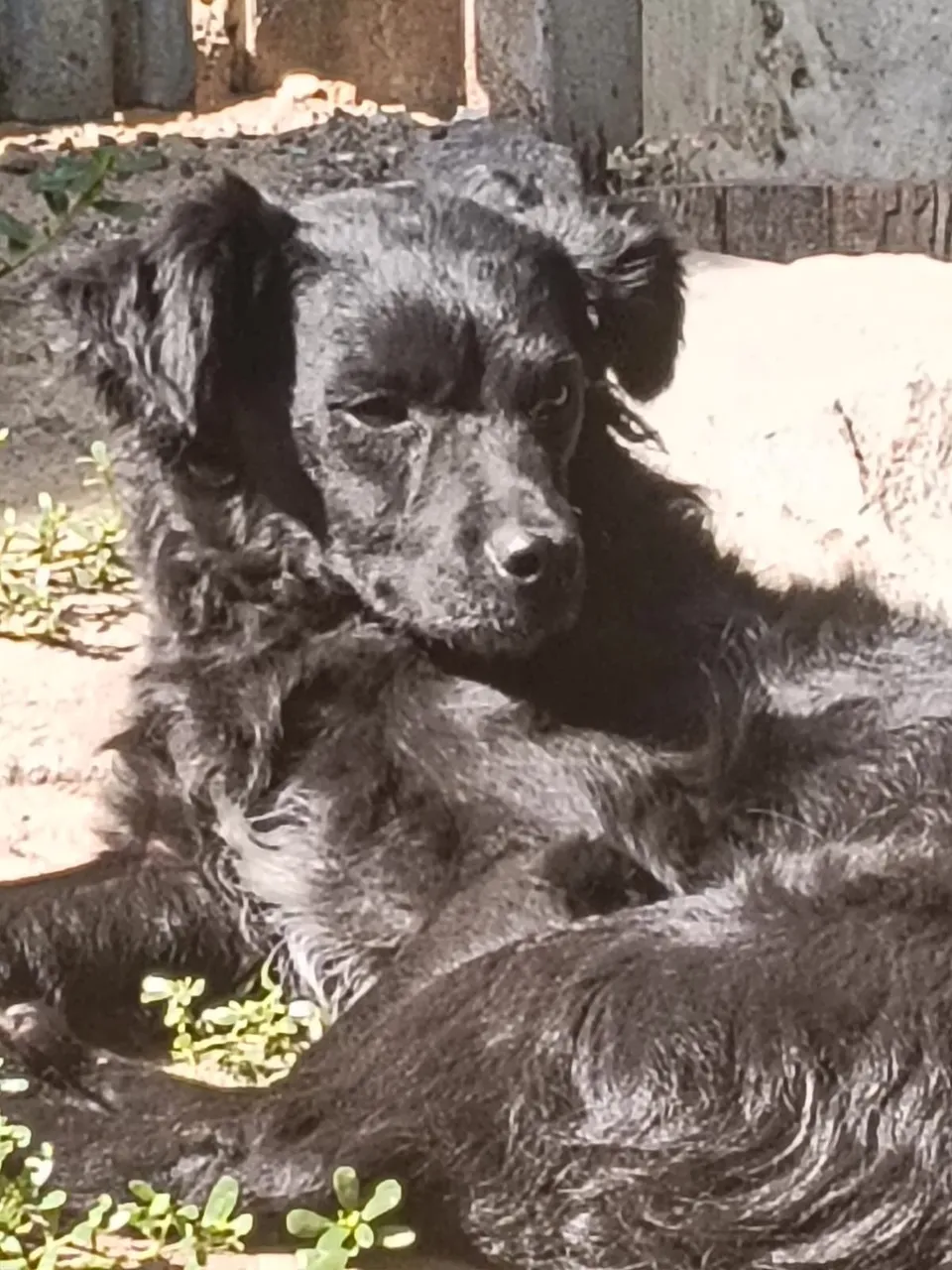 Lucille — Lucille ist eine ganz zauberhafte, freundliche und liebe Hündin, die mit ihrer süßen Art einfach jeden um den Finger wickelt. Katzen findet sie toll, und Kinder liebt sie ebenfalls.