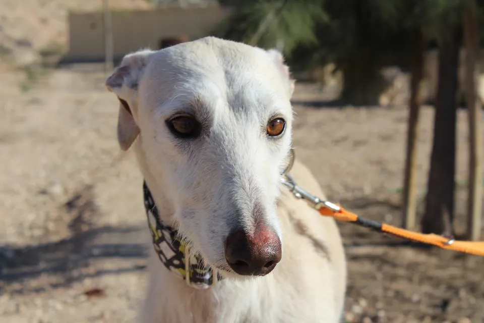 Lucas — Lucas ist ein wunderschöner, sanfter Galgo. Im Tierheim zeigt er sich ruhig, freundlich und sehr sozial mit den anderen Hunden. Menschen gegenüber ist er zunächst vorsichtig und schüchtern.