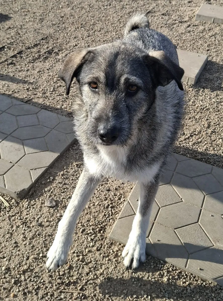 Cleo — Die zauberhafte Cleo, ca. 1,5 Jahre (Stand 09/2026), ist einfach ein Sonnenschein. Ob Hunde, Menschen oder Kinder: Cleo mag einfach alle und zeigt sich dabei stets freundlich, sanft und sozial.