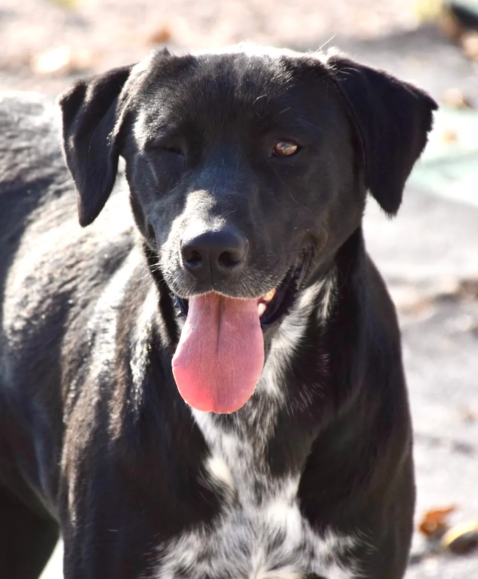 Marta — Marta ist eine kastrierte Mischlingshündin. Sie ist lieb und freundlich mit allen anderen Hunden. Wenn Menschen ihr etwas Zeit geben, wird sie anhänglich. Sie braucht ein ruhiges Zuhause ohne viel Stress.