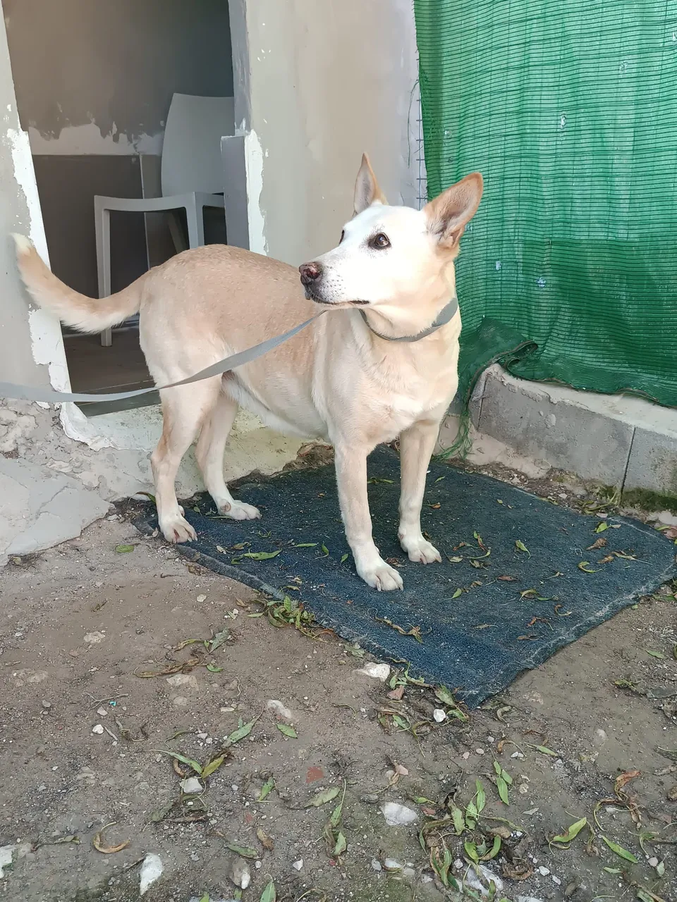 Marisol sucht ein Zuhause