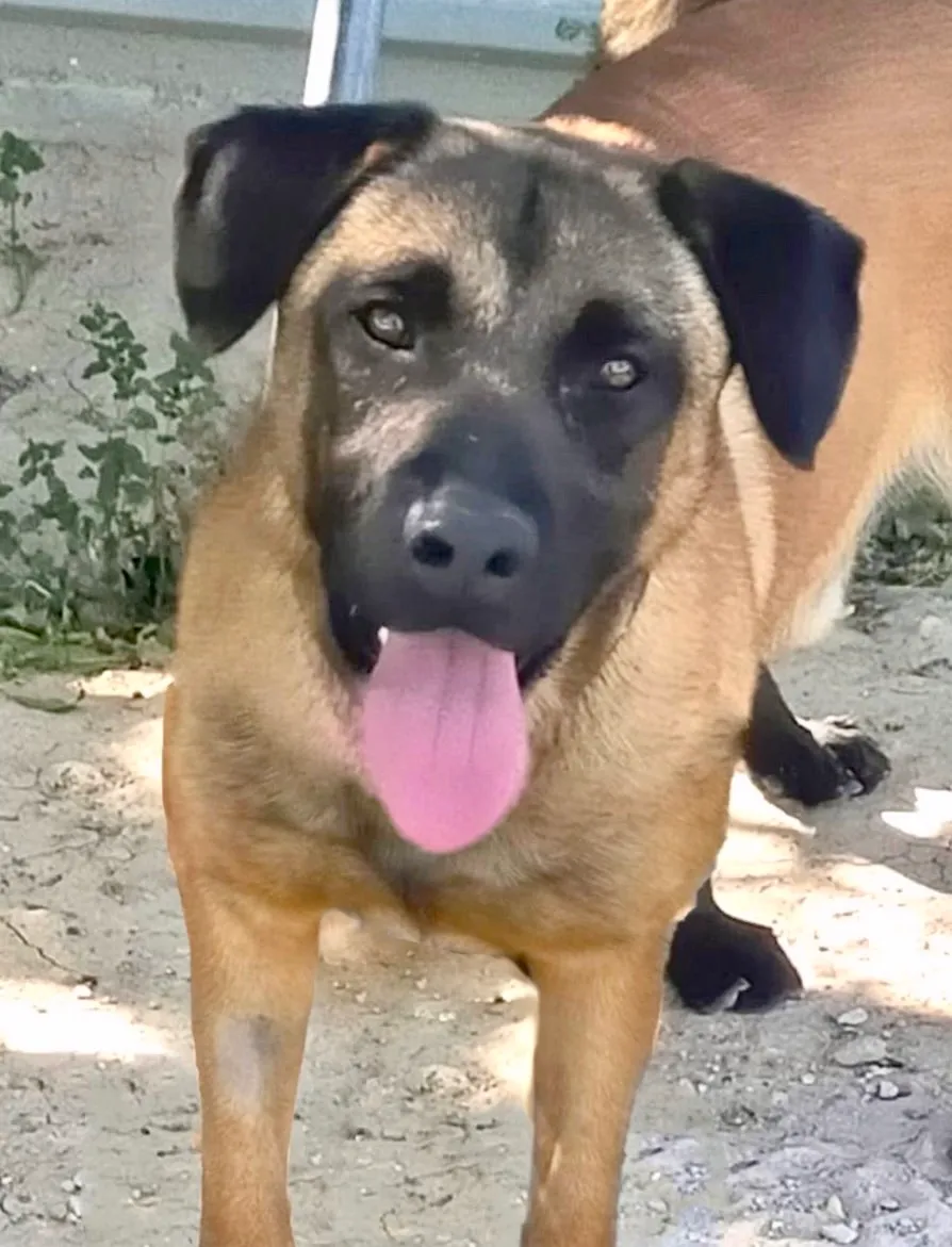 Jerry — Jerry ist ein sehr freundlicher, lieber und sozialer Hund. Er ist mit allen anderen Hunden verträglich, egal ob Rüde oder Hündin, geht sehr gut an der Leine und fährt gut im Auto mit.