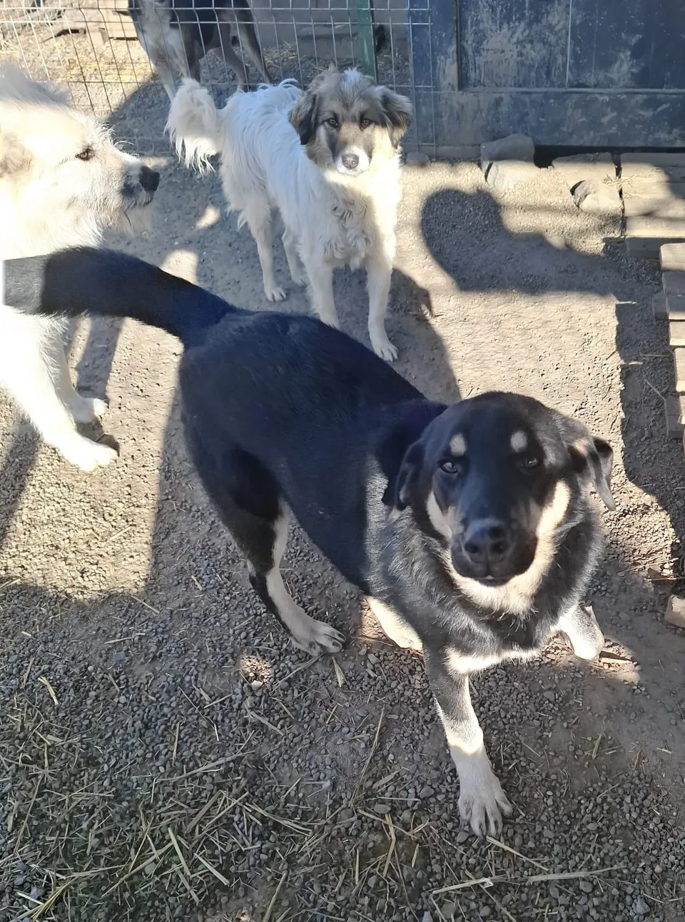 Miky — Miky ist ein wundervoller, liebevoller und freundlicher Junghund. Er versteht sich bestens mit Hunden aller Größen und begegnet Menschen sowie Kindern offen, sanft und herzlich.
