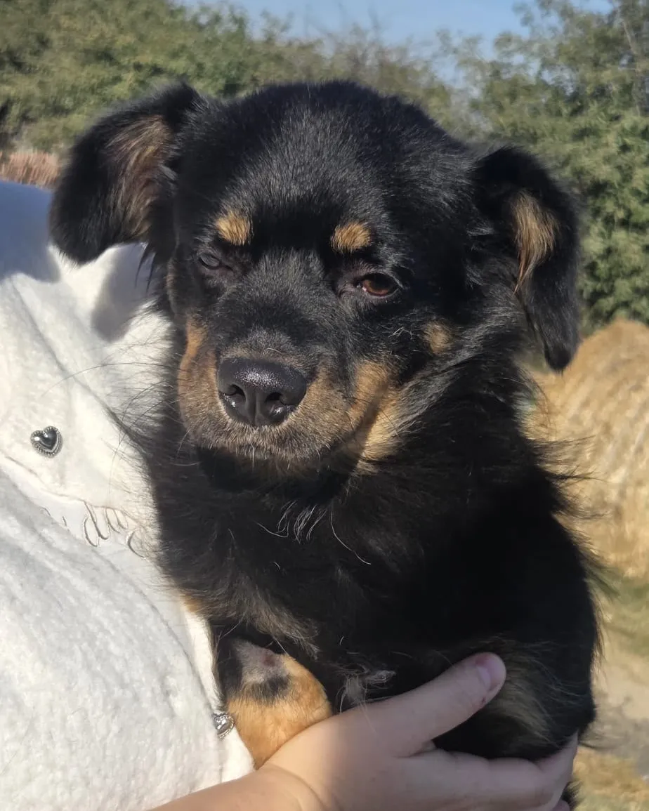 Bubu — Bubu ist ein kleiner Rüde, ca. 2 Jahre alt (Stand 10/2026), ca. 35 cm groß und ungefähr 10 kg schwer. Er ist blind, sehr süß, lieb und sanft. Er braucht Nähe, Geborgenheit und einen Menschen, dem er vertrauen kann.