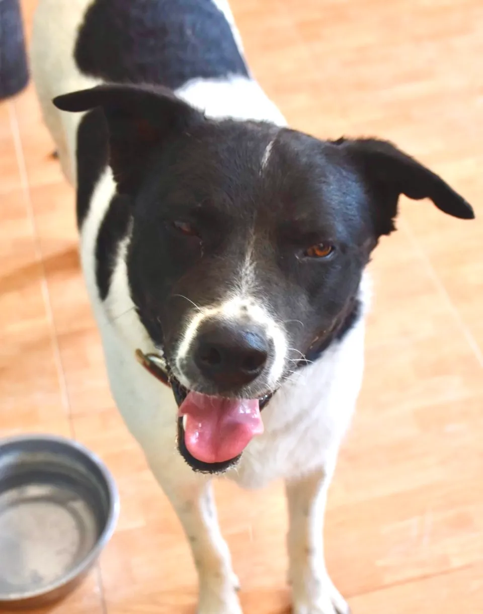 Badger — Badger ist ein lieber Kerl und ein sehr einfacher, lieber Hund. Er ist mit allen anderen Hunden verträglich.