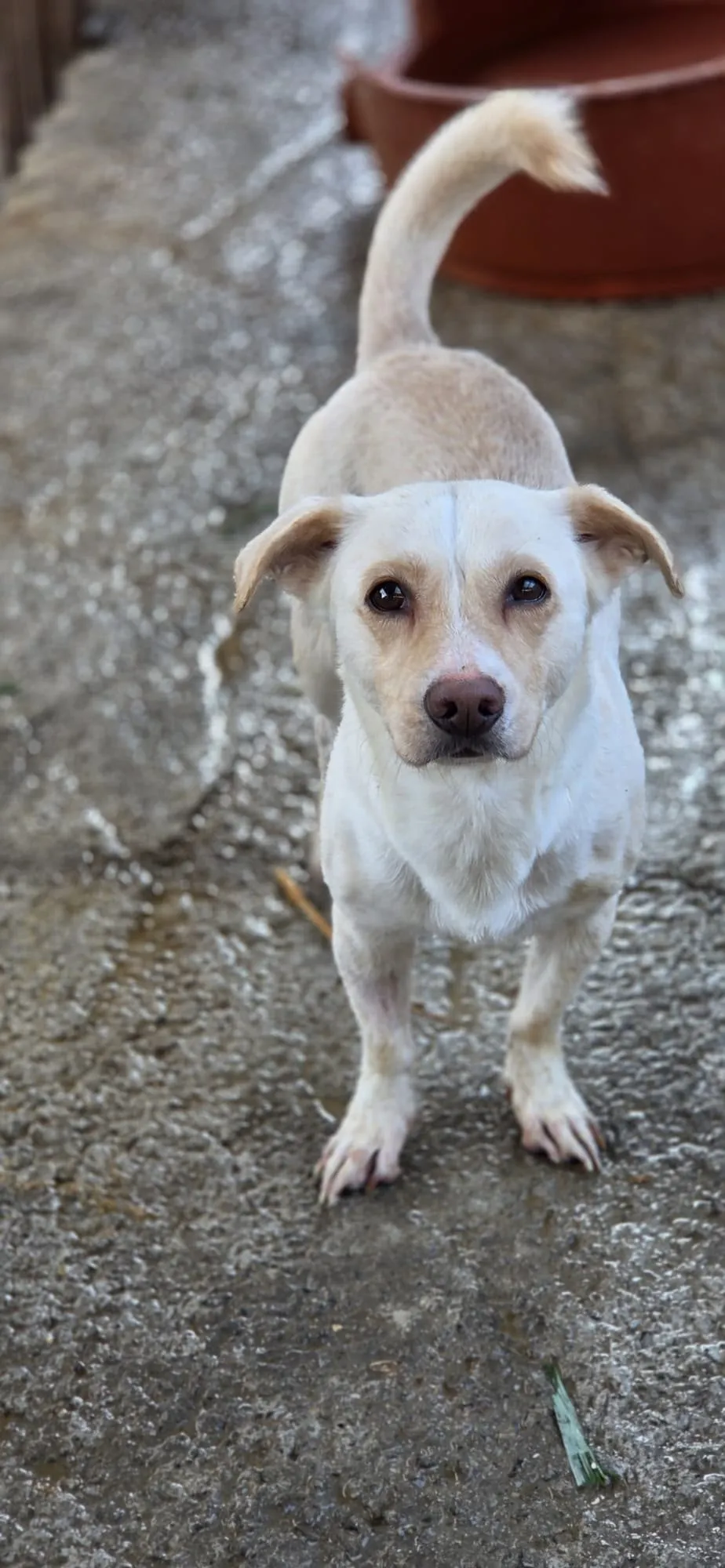 José — José ist ein ruhiger, ausgeglichener und sehr freundlicher Rüde. Mit den anderen Hunden um ihn herum versteht er sich wunderbar.