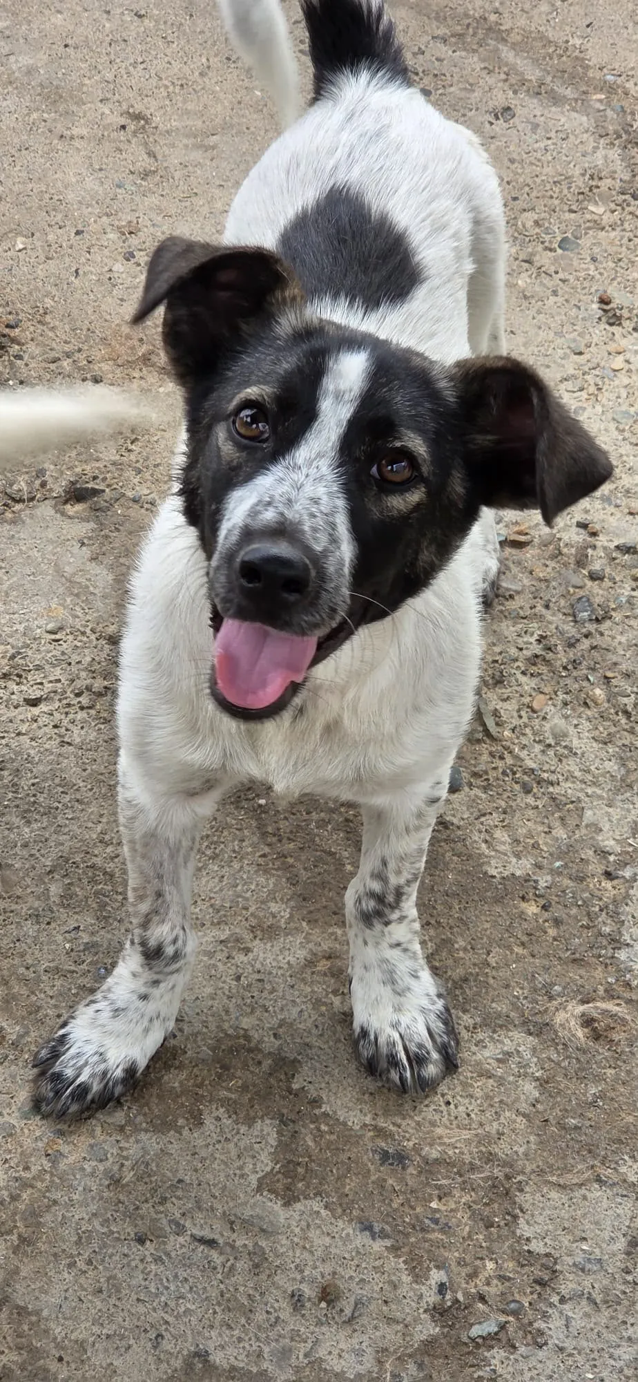 Bobby — Bobby ist ein fröhlicher, lebenslustiger kleiner Hundebub. Er ist sehr freundlich, verschmust und verspielt und kommt mit allen gut zurecht, Mensch wie Hund.