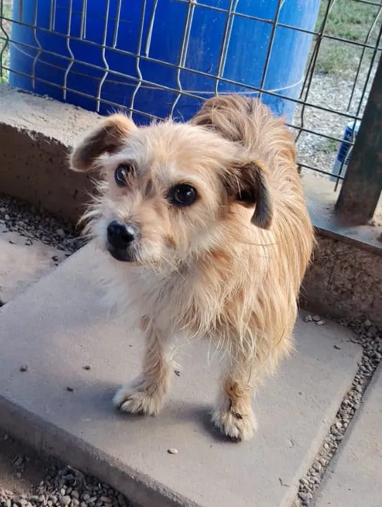 Mira — Mira ist eine ganz bezaubernde kleine Hündin, 3 Jahre alt (Stand 09/2026), ca. 28 cm groß und etwa 5 kg schwer. Sie versteht sich mit allen und jedem und begegnet Menschen und anderen Hunden offen und herzlich.