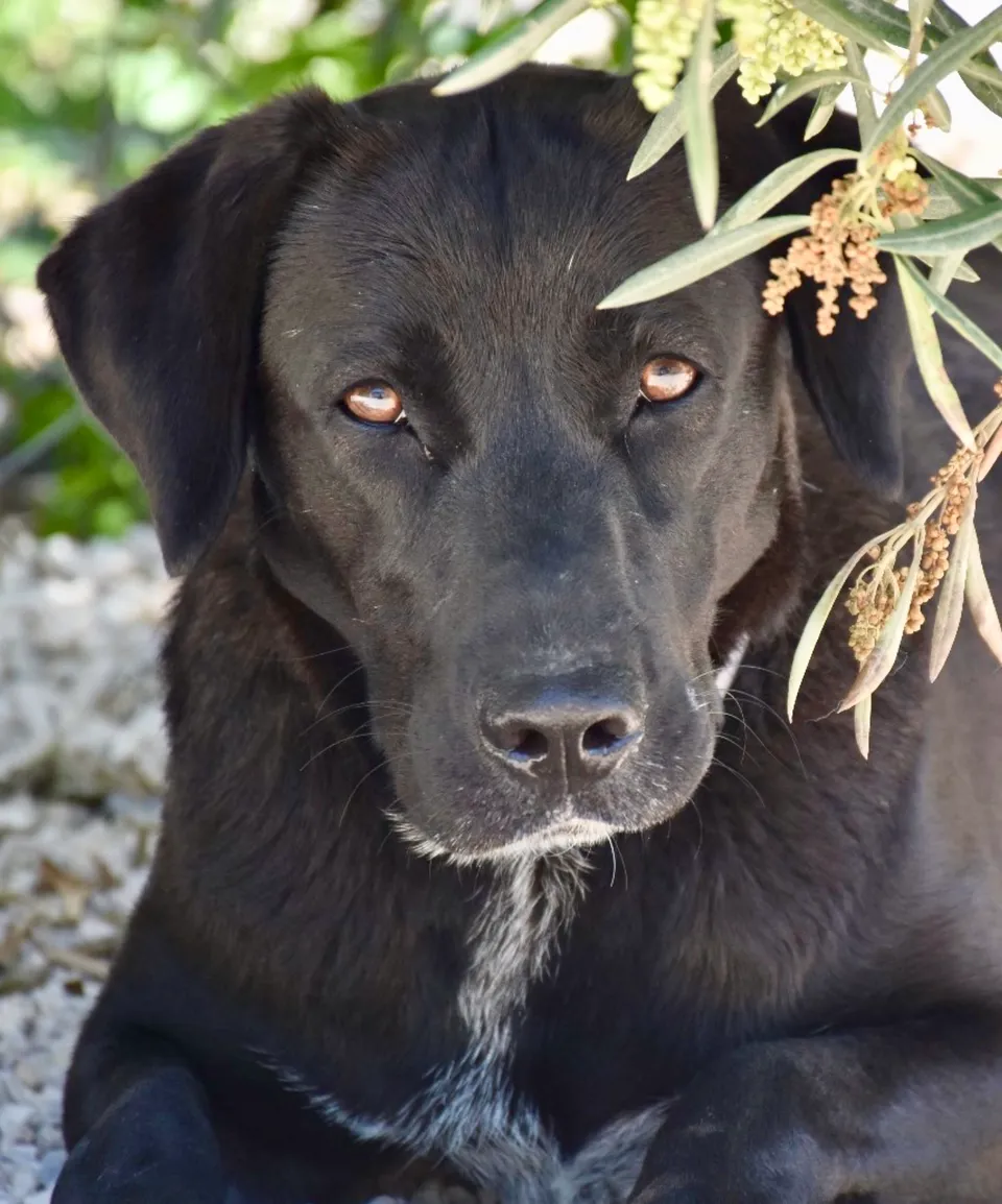 Maria — Im Tierheim ist Maria für sich und zurückhaltend, aber lieb und freundlich mit allen anderen Hunden. Wenn die Menschen ihr etwas Zeit geben, wird sie anhänglich. Sie braucht ein ruhiges Zuhause ohne viel Stress.