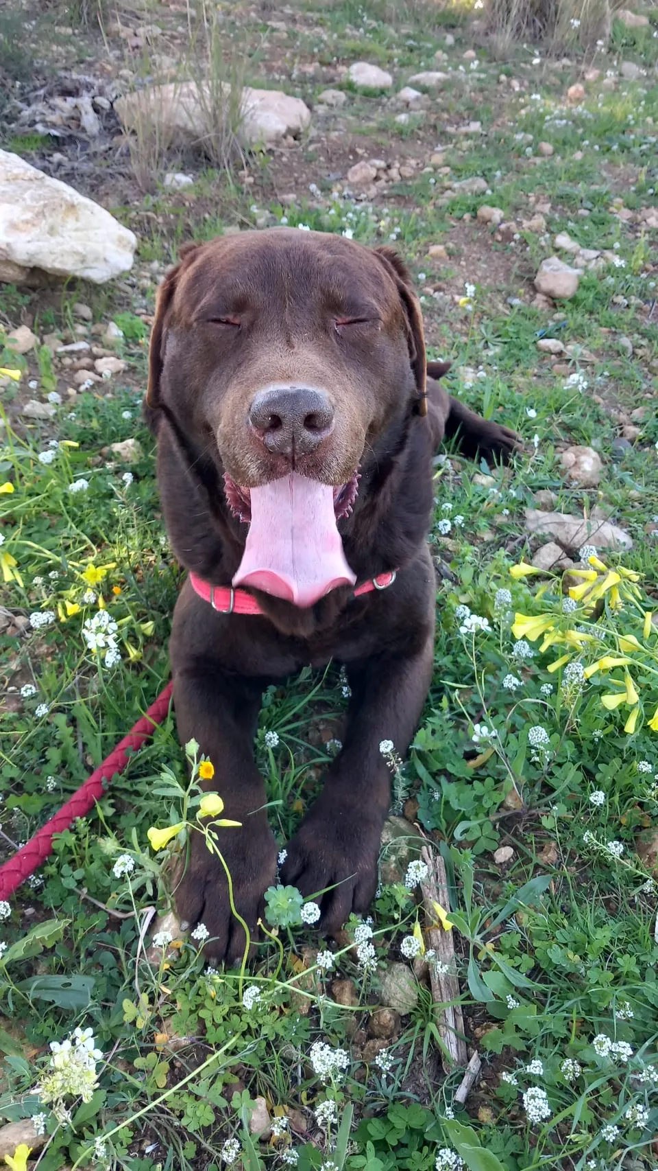 John — John ist ein ausgesprochen freundlicher, aufgeschlossener und menschenbezogener Labrador. Er ist fit, verspielt und mit allen Hunden verträglich, auch mit Rüden.