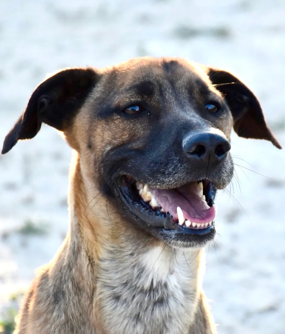 Tyson — Tyson liebt Menschen und ist verträglich mit anderen Hunden. Er ist allerdings kein Anfängerhund: Er ist selbstbewusst und braucht klare Linien. In den richtigen Händen ist er ein toller Kumpel und auch absolut kinderlieb.
