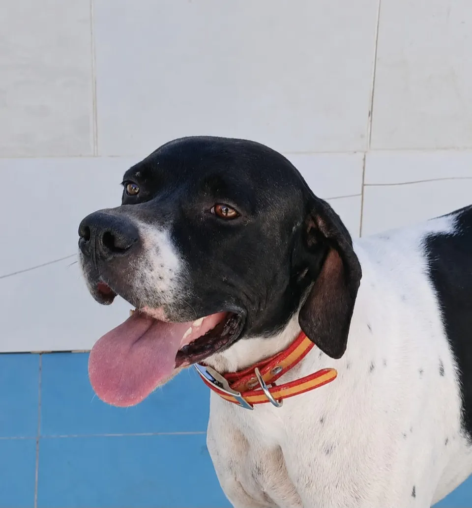 Diper — Diper ist ein sehr lieber Kerl und nicht ängstlich. Er ist es gewohnt, mit anderen Hunden zusammenzuleben, und mit allen verträglich, nur Katzen mag er nicht.