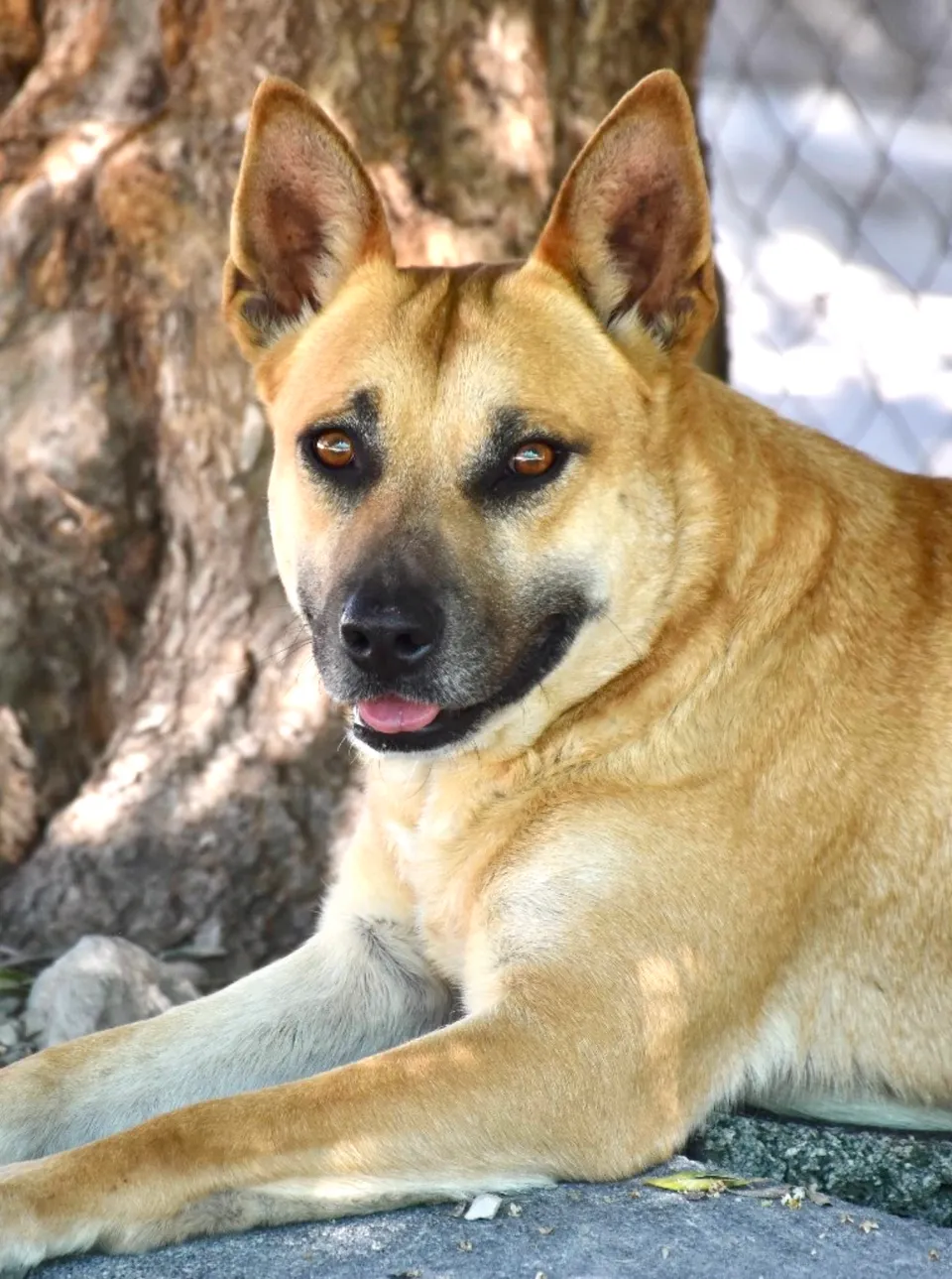 Mara — Mara ist den Menschen gegenüber sehr aufgeschlossen. Sie ist sehr sozial und verträglich mit allen anderen Hunden.