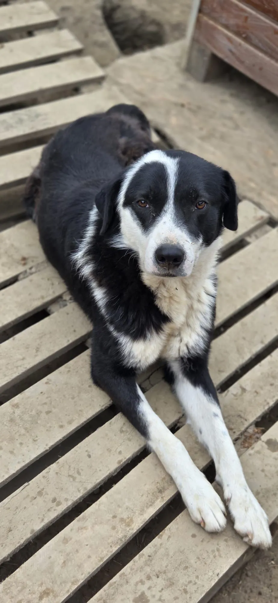 Morgan — Morgan ist ein unglaublich lieber, ruhiger und freundlicher Hund. Mit seinem sanften Wesen gewinnt er schnell die Herzen aller Menschen.