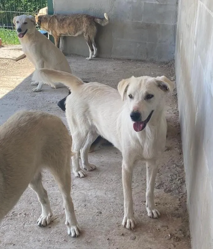 Keanu — Keanu ist ein Labrador-Mix, geboren ca. 04/2023. Er ist verspielt und verträglich mit den anderen Hunden im Tierheim.