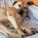 Laurin — Laurin ist ein kastrierter Mischlingsrüde, geboren am 16.05.2017. Er ist blind, meistert sein Handicap aber hervorragend und ist lieb zu allen Zwei- und Vierbeinern.